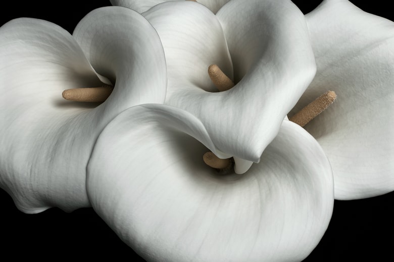Mark Vassallo "FLOWERS" @ 530PARK