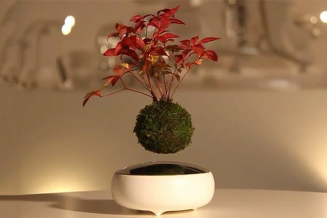 空中浮遊する盆栽 “Air Bonsai”