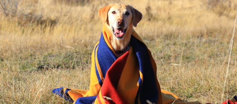 アメリカ合衆国国立公園局の100周年を記念する Pendleton と Airstream のトラベルトレーラー