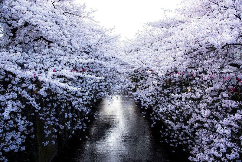 日本の春を鮮やかに彩る満開の桜