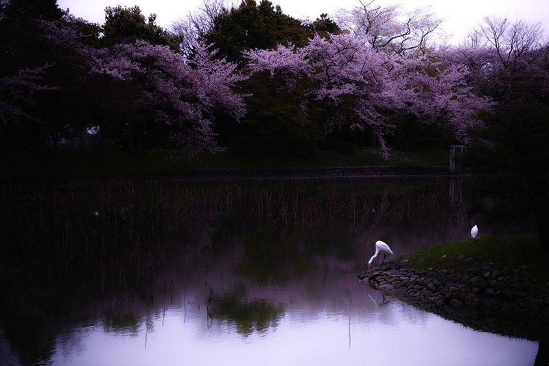 日本の春を鮮やかに彩る満開の桜