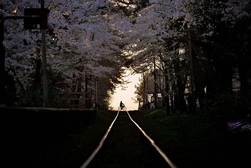日本の春を鮮やかに彩る満開の桜