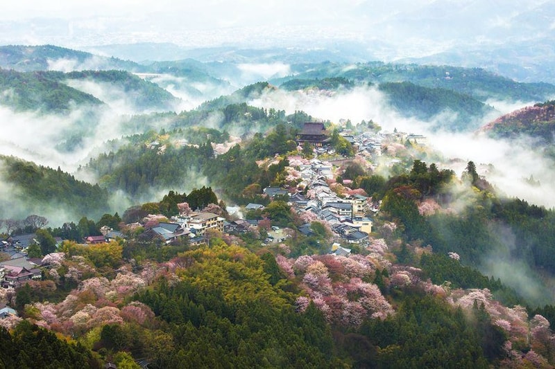 日本の春を鮮やかに彩る満開の桜