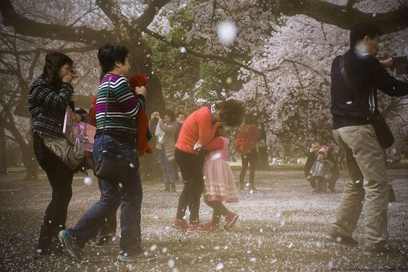 日本の春を鮮やかに彩る満開の桜