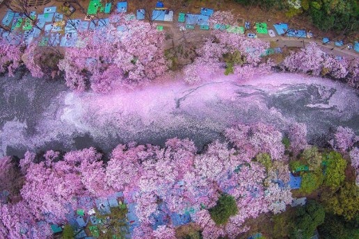日本の春を鮮やかに彩る満開の桜