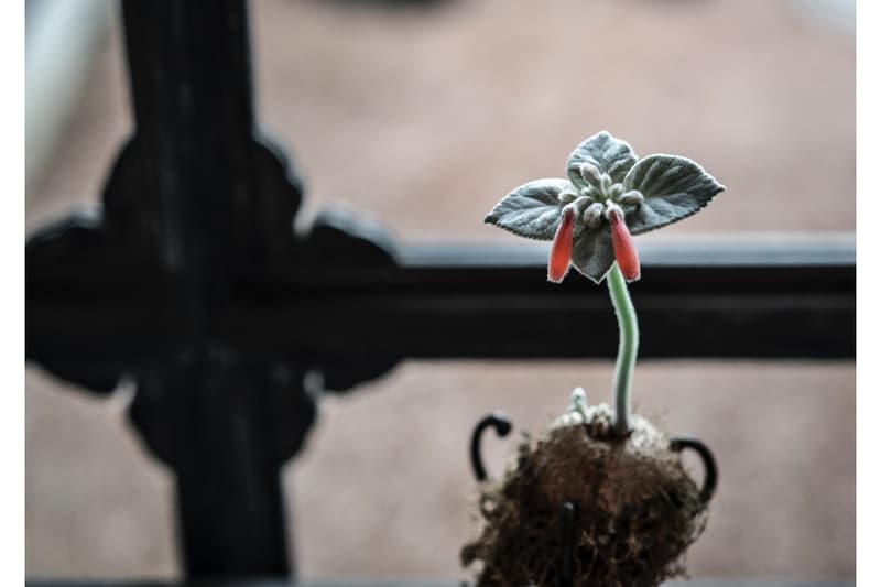 八雲茶寮サロン企画展 “拈華”