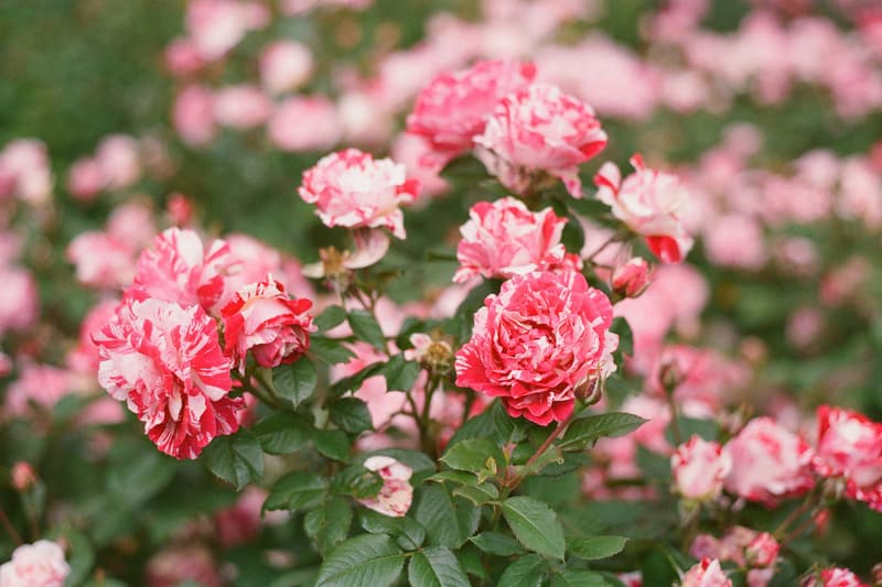 HYPEBEAST Forums Spring Snaps: 2016 2nd Quarter