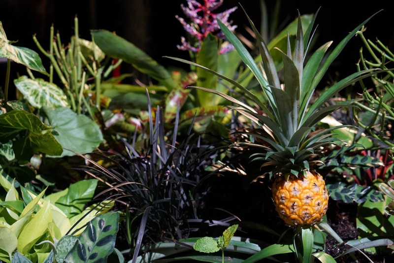 NY に建設予定の世界初の地下公園、通称 “The Lowline”