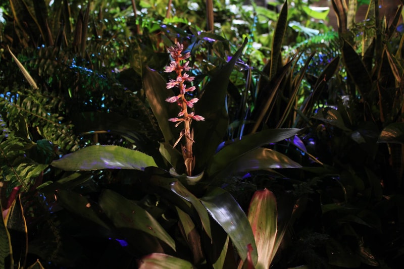 NY に建設予定の世界初の地下公園、通称 “The Lowline”