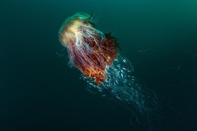 British Wildlife Photography Awards 2016 受賞作品