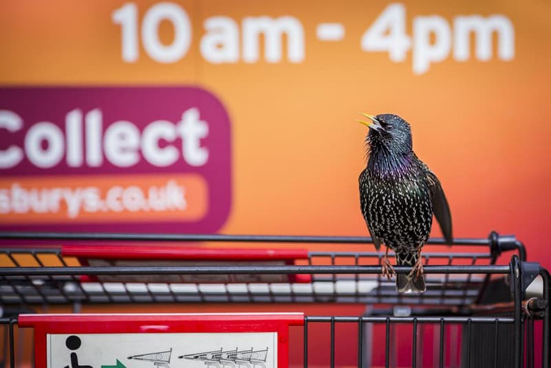 British Wildlife Photography Awards 2016 受賞作品