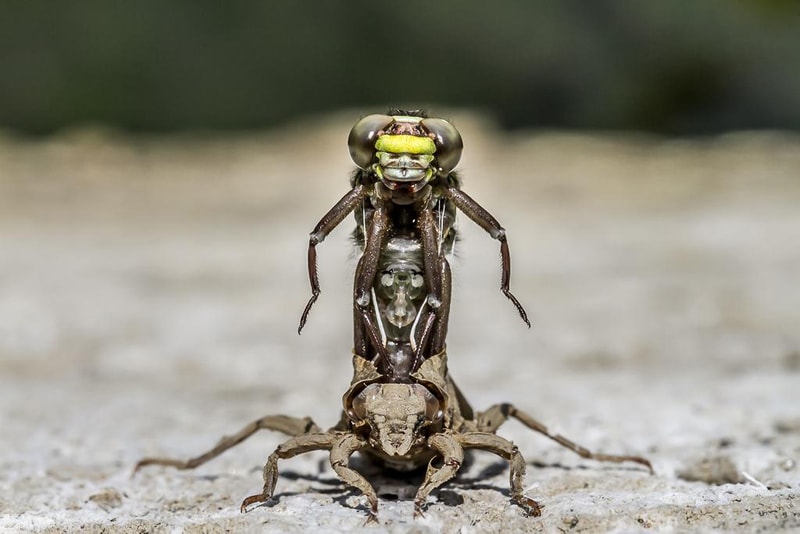 British Wildlife Photography Awards 2016 受賞作品