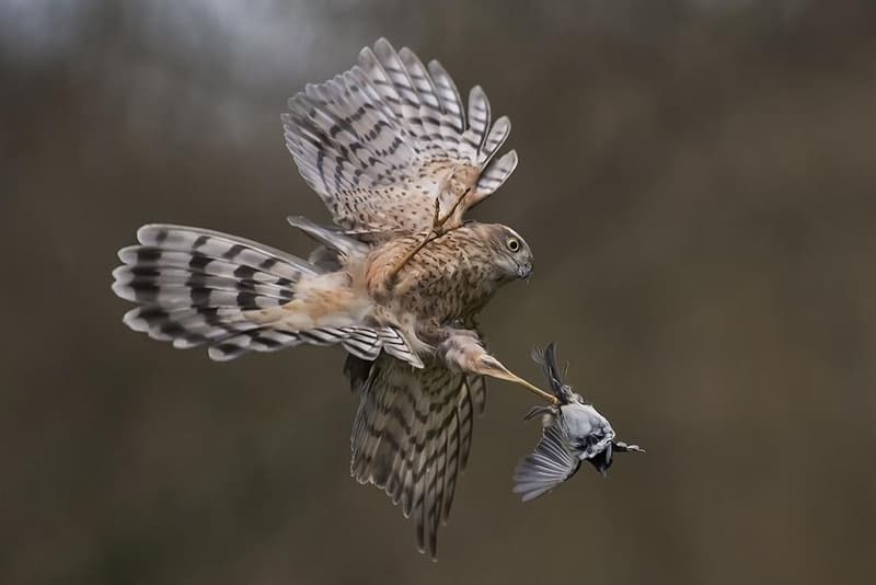 British Wildlife Photography Awards 2016 受賞作品