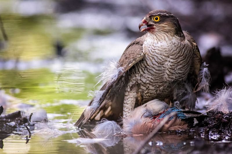 British Wildlife Photography Awards 2016 受賞作品