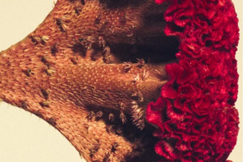 スニーカーショップ A+S にて初となるインスタレーション “秋光彩々” が開催