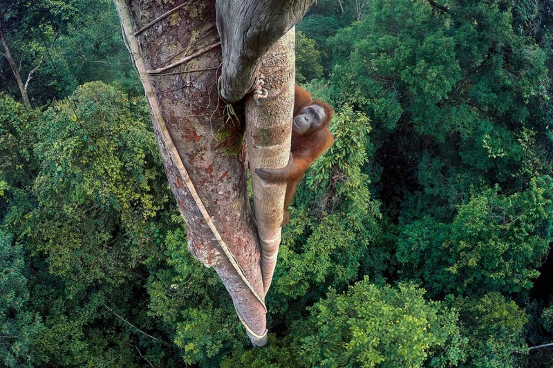 Wildlife Photographer of the Year 2016 のグランプリが発表