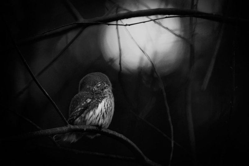 Wildlife Photographer of the Year 2016 のグランプリが発表