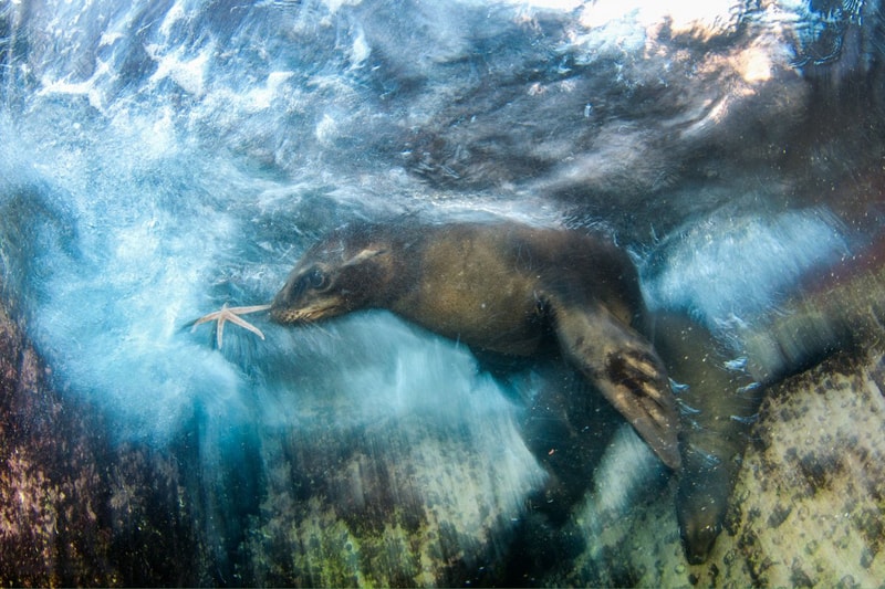 Wildlife Photographer of the Year 2016 のグランプリが発表
