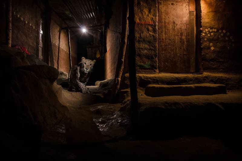 Wildlife Photographer of the Year 2016 のグランプリが発表