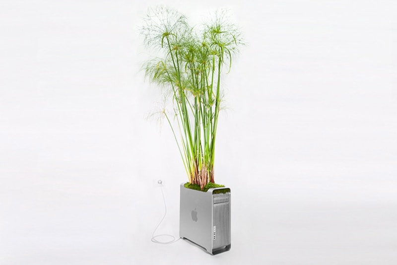 アップル　植物アート