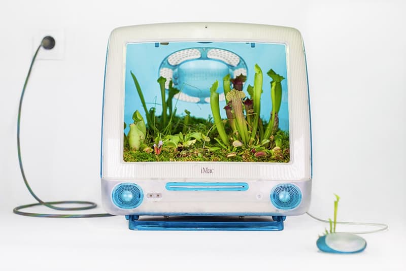 アップル　植物アート