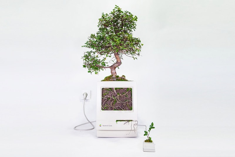 アップル　植物アート