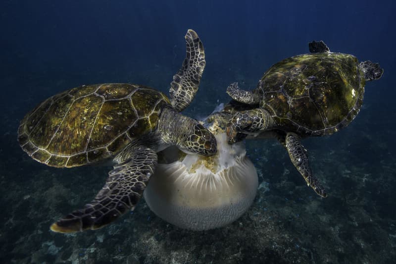 Nature Photographer of the Year 2016 受賞作品