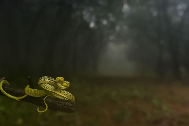 Nature Photographer of the Year 2016 受賞作品