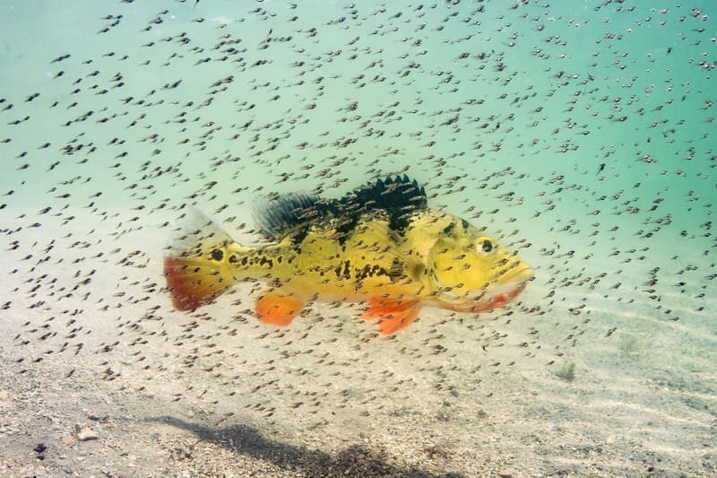 Nature Photographer of the Year 2016 受賞作品