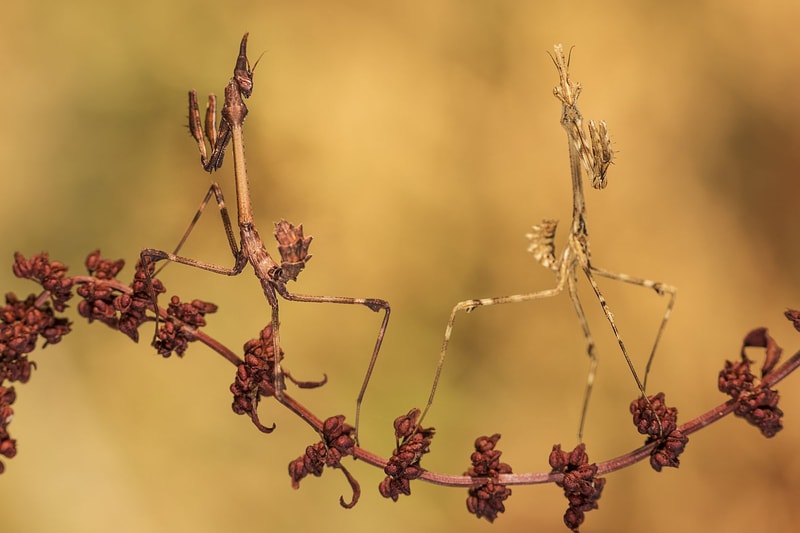 Nature Photographer of the Year 2016 受賞作品