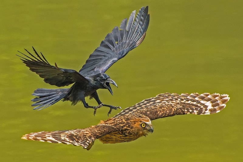 Nature Photographer of the Year 2016 受賞作品