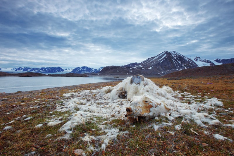 Nature Photographer of the Year 2016 受賞作品