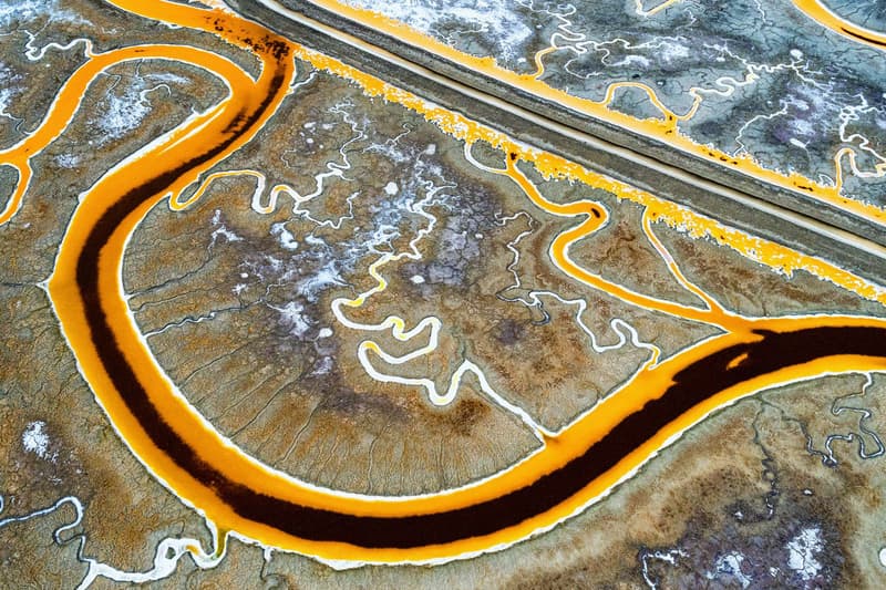 Nature Photographer of the Year 2016 受賞作品