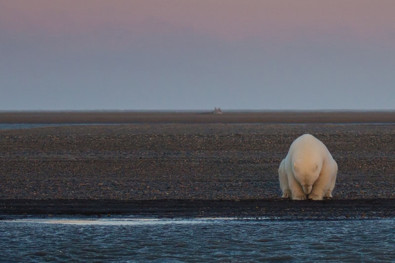 Nature Photographer of the Year 2016 受賞作品