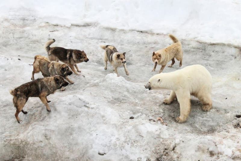 ナショナルジオグラフィックが公開した地球温暖化の現場を捉えたフォトセット