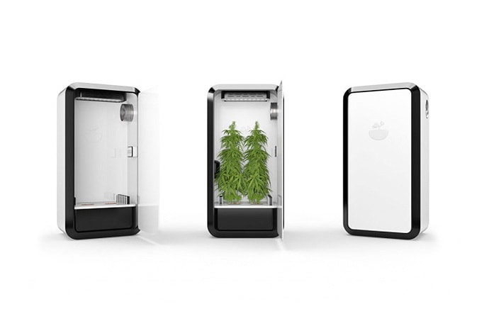 Cannabis marijuana weed thc