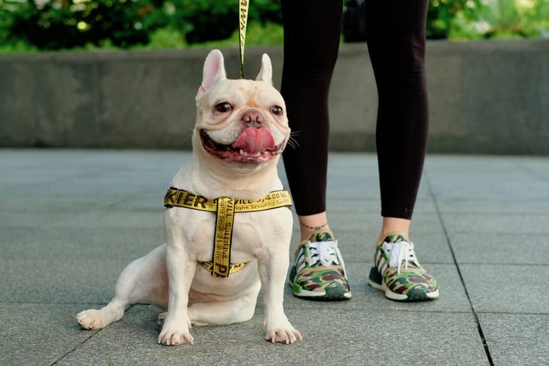 飼い犬を溺愛するヘッズ必見のワンちゃん専用ストリートブランド Pawkier