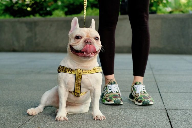 飼い犬を溺愛するヘッズ必見のワンちゃん専用ストリートブランド Pawkier