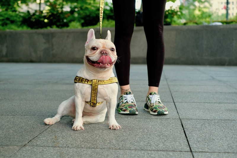 飼い犬を溺愛するヘッズ必見のワンちゃん専用ストリートブランド Pawkier  〈Off-White™〉のインダストリアルベルトや〈Anti Social Social Club〉のウェーブロゴアイテムがペット仕様に 犬 猫 ペット ペットウェア 洋服 首輪 リード ハーネス