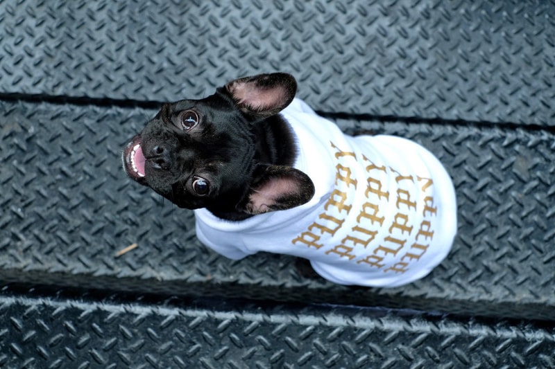 飼い犬を溺愛するヘッズ必見のワンちゃん専用ストリートブランド Pawkier  〈Off-White™〉のインダストリアルベルトや〈Anti Social Social Club〉のウェーブロゴアイテムがペット仕様に 犬 猫 ペット ペットウェア 洋服 首輪 リード ハーネス