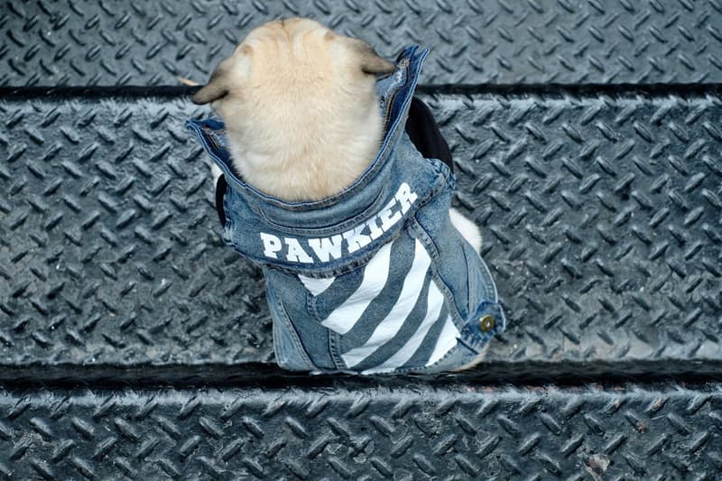 飼い犬を溺愛するヘッズ必見のワンちゃん専用ストリートブランド Pawkier  〈Off-White™〉のインダストリアルベルトや〈Anti Social Social Club〉のウェーブロゴアイテムがペット仕様に 犬 猫 ペット ペットウェア 洋服 首輪 リード ハーネス