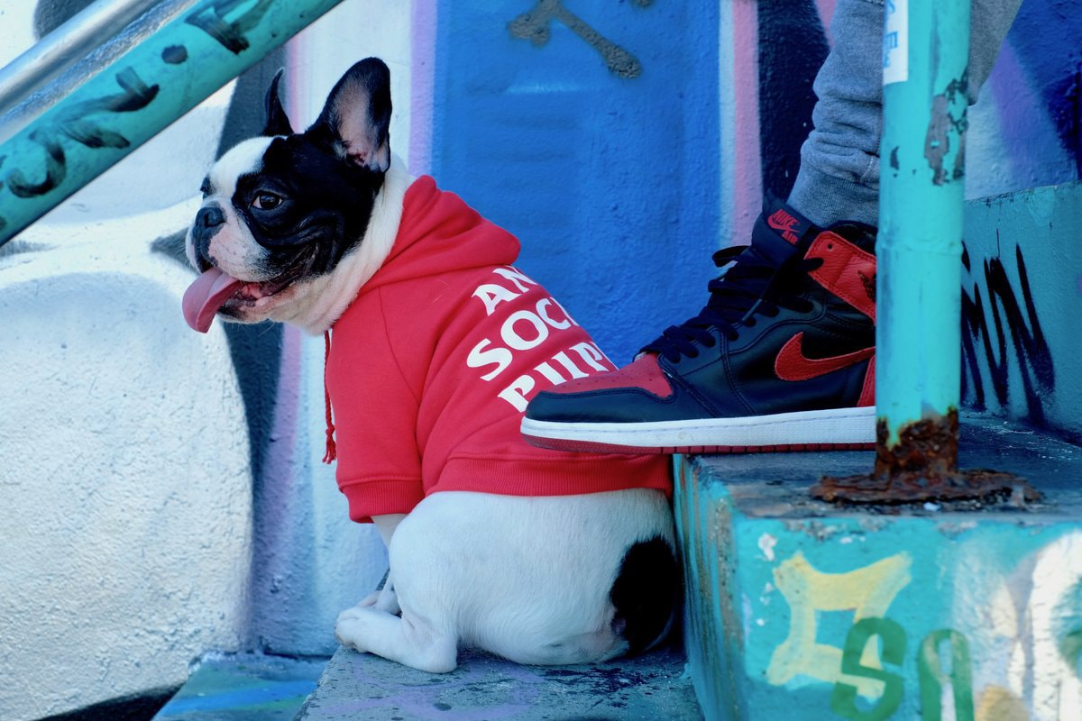 飼い犬を溺愛するヘッズ必見のワンちゃん専用ストリートブランド Pawkier  〈Off-White™〉のインダストリアルベルトや〈Anti Social Social Club〉のウェーブロゴアイテムがペット仕様に 犬 猫 ペット ペットウェア 洋服 首輪 リード ハーネス