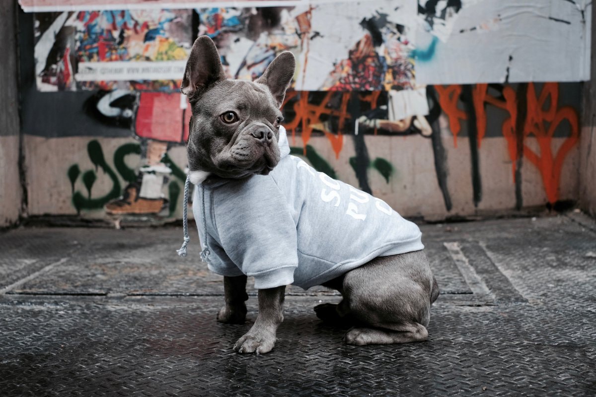 飼い犬を溺愛するヘッズ必見のワンちゃん専用ストリートブランド Pawkier  〈Off-White™〉のインダストリアルベルトや〈Anti Social Social Club〉のウェーブロゴアイテムがペット仕様に 犬 猫 ペット ペットウェア 洋服 首輪 リード ハーネス