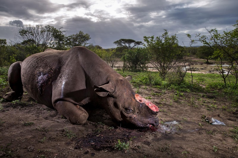 Wild Photographer of the Year 2017 の受賞作品をチェック 写真