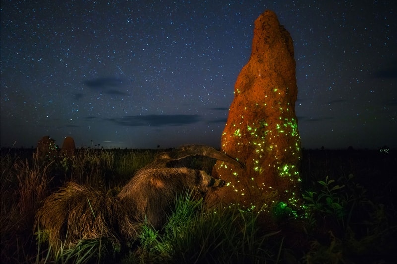 Wild Photographer of the Year 2017 の受賞作品をチェック 写真