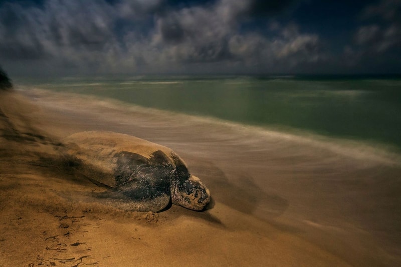 Wild Photographer of the Year 2017 の受賞作品をチェック 写真