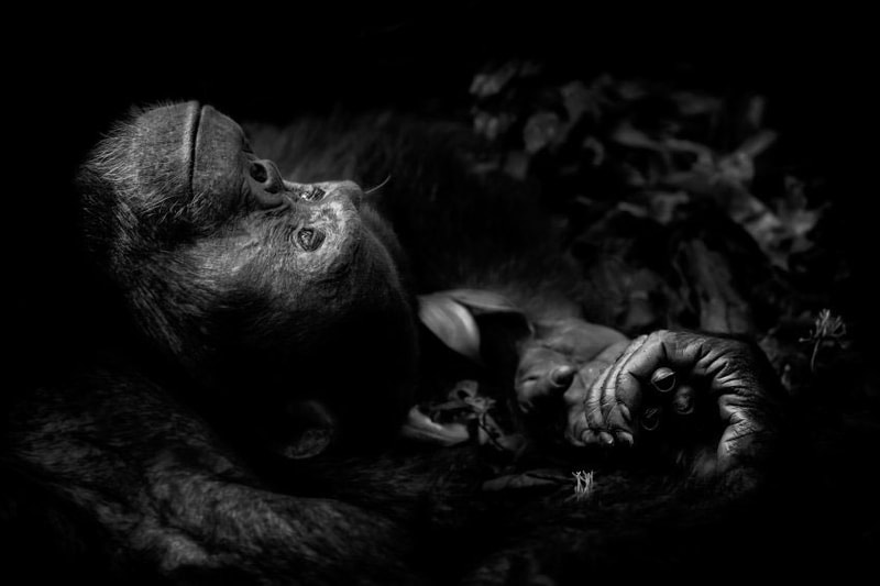 Wild Photographer of the Year 2017 の受賞作品をチェック 写真