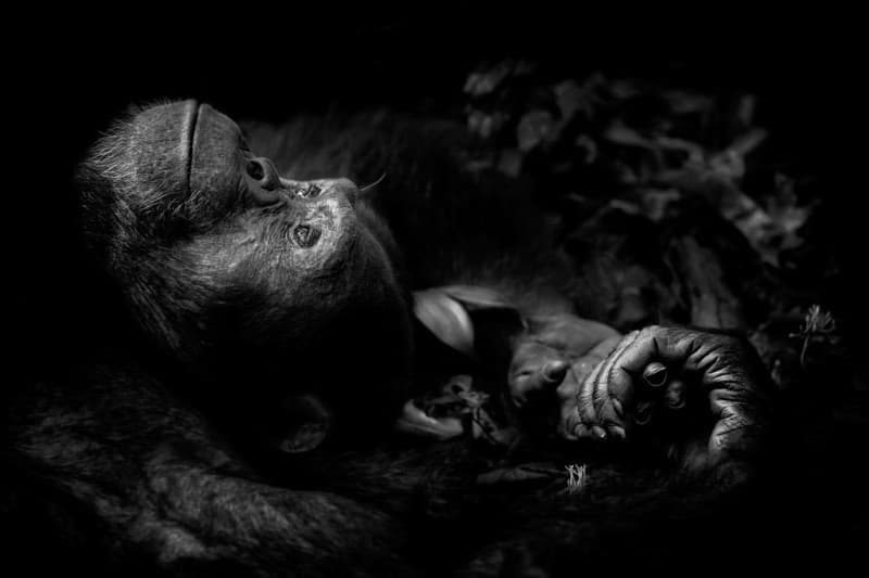 Wild Photographer of the Year 2017 の受賞作品をチェック 写真