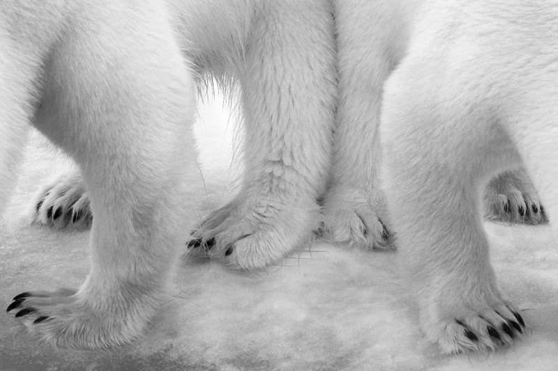 Wild Photographer of the Year 2017 の受賞作品をチェック 写真
