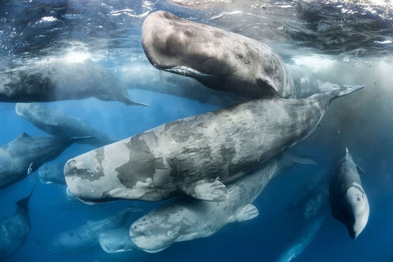 Wild Photographer of the Year 2017 の受賞作品をチェック 写真